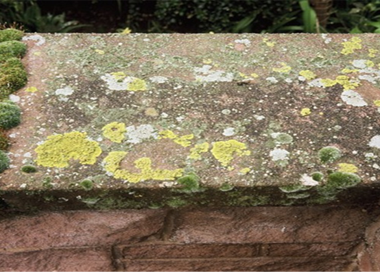 Algae, Lichen & Moss